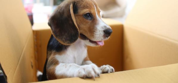 How To Get Your Pet Ready For A Long Distance Relocation